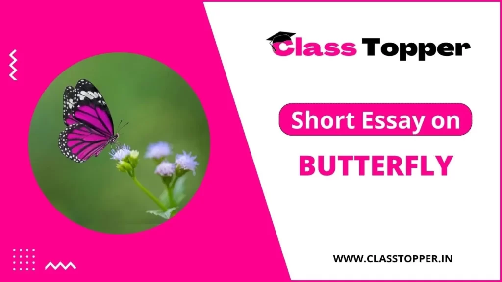 essay on butterfly in gujarati