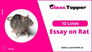 चूहे के बारे में 10 लाइन | 10 Lines About Rat in Hindi