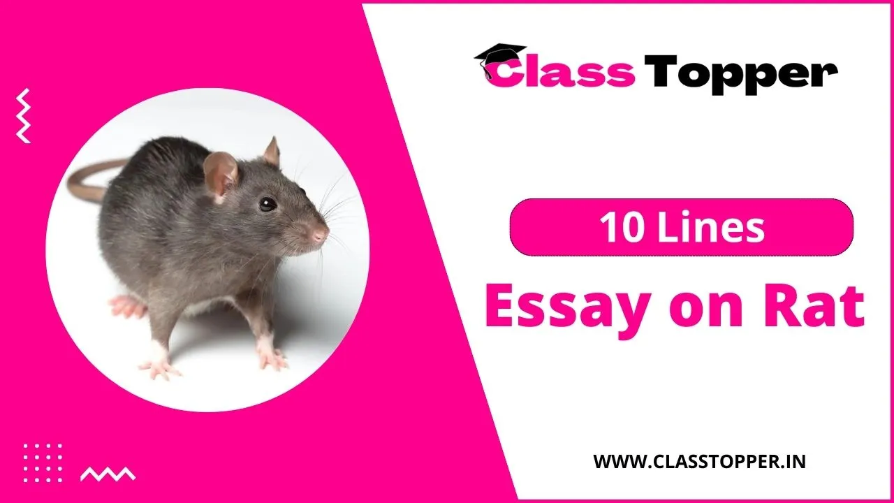 चूहे के बारे में 10 लाइन | 10 Lines About Rat in Hindi
