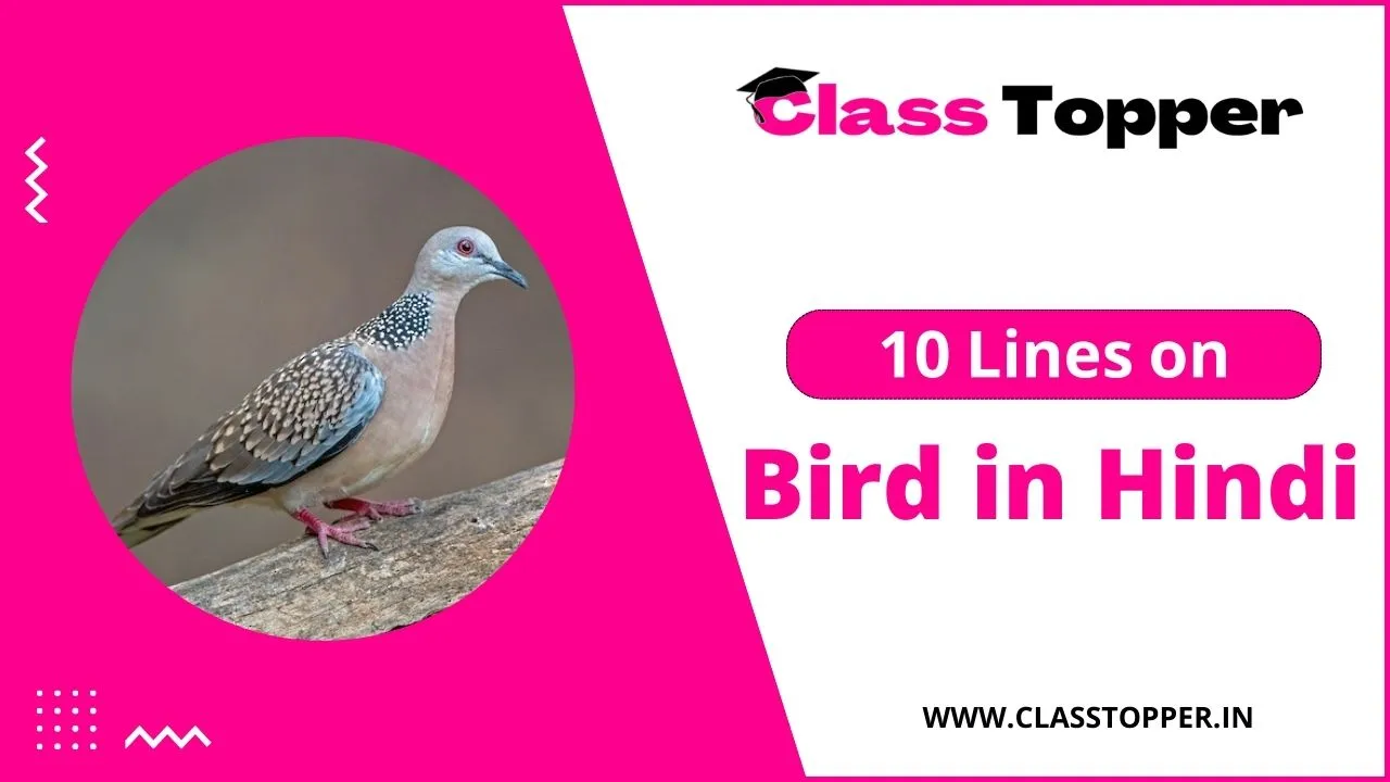  10 10 Lines On Bird In Hindi